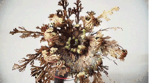 植物运动会作文_植物运动会1阿秋_植物能运动吗