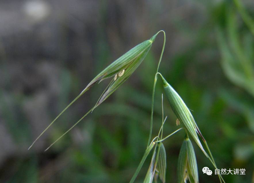 植物运动会作文_植物能运动吗_植物运动会1阿秋