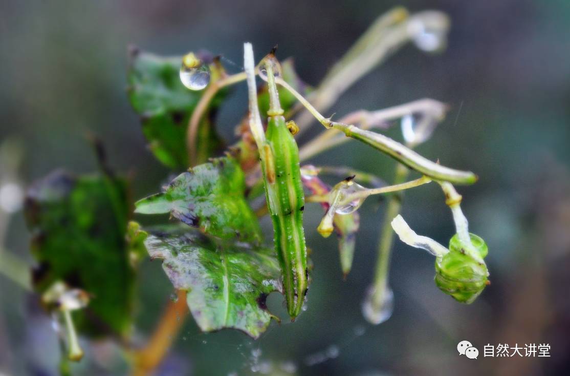 植物能运动吗_植物运动会作文_植物运动会1阿秋