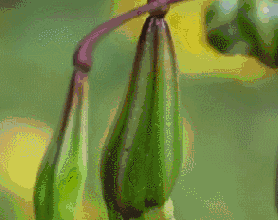 植物运动会1阿秋_植物能运动吗_植物运动会作文